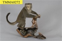 藏品(臺灣獼猴)的圖片